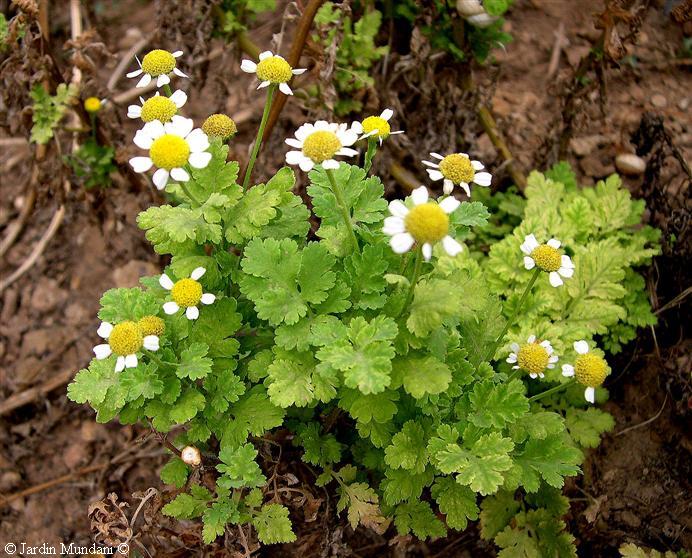 matricaria chamomilla matricaria chamomilla